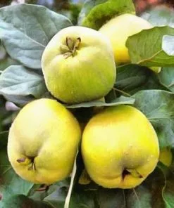 Fast Growing Trees Shop Indoor & Patio Fruit Pineapple Quince Tree