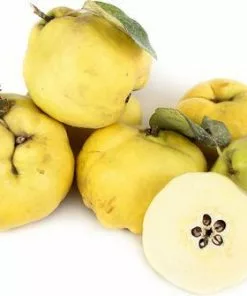 Fast Growing Trees Shop Indoor & Patio Fruit Pineapple Quince Tree 7 Fast Growing Trees Shop Indoor & Patio Fruit Pineapple Quince Tree