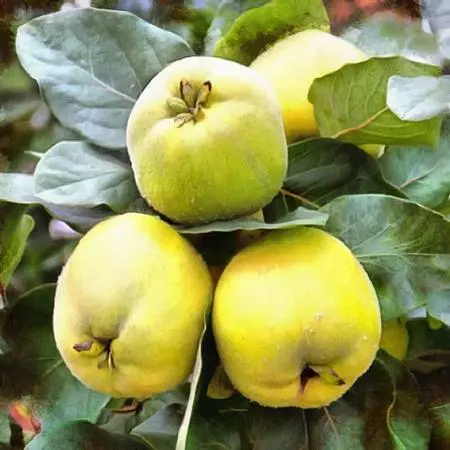 Fast Growing Trees Shop Indoor & Patio Fruit Pineapple Quince Tree 4 Fast Growing Trees Shop Indoor & Patio Fruit Pineapple Quince Tree