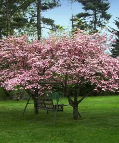 Fast Growing Trees Pink Dogwood 9 Fast Growing Trees Pink Dogwood