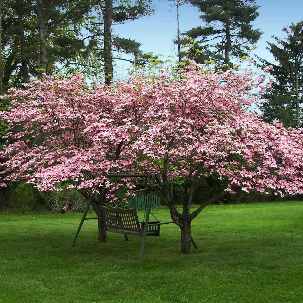 Fast Growing Trees Pink Dogwood 5 Fast Growing Trees Pink Dogwood