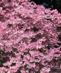 Fast Growing Trees Pink Dogwood