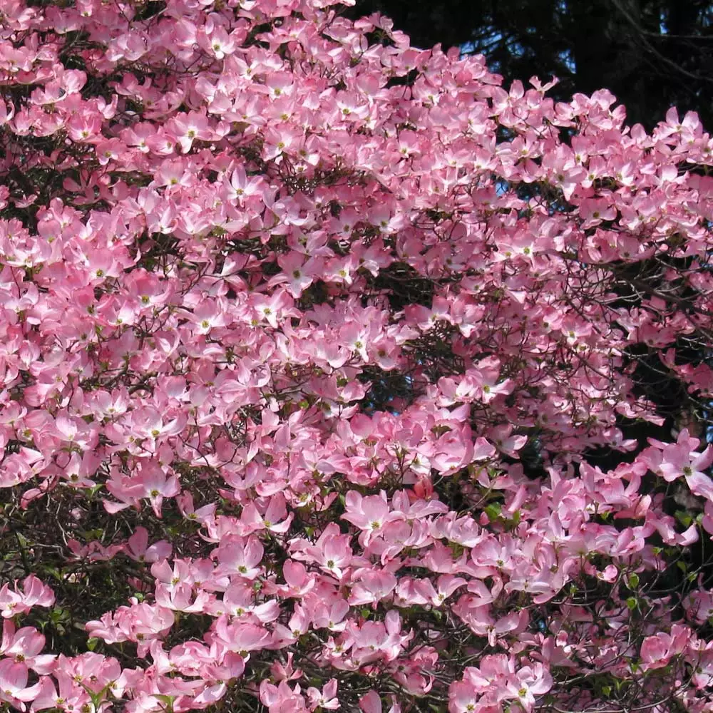 Fast Growing Trees Pink Dogwood 4 Fast Growing Trees Pink Dogwood
