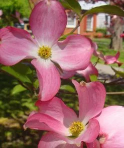 Fast Growing Trees Pink Dogwood 10 Fast Growing Trees Pink Dogwood