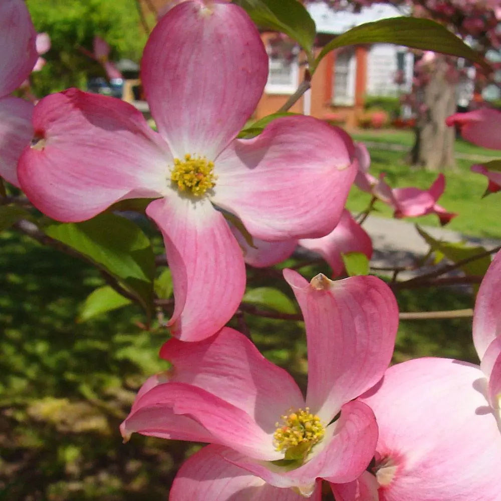 Fast Growing Trees Pink Dogwood 6 Fast Growing Trees Pink Dogwood