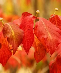 Fast Growing Trees Pink Dogwood 11 Fast Growing Trees Pink Dogwood