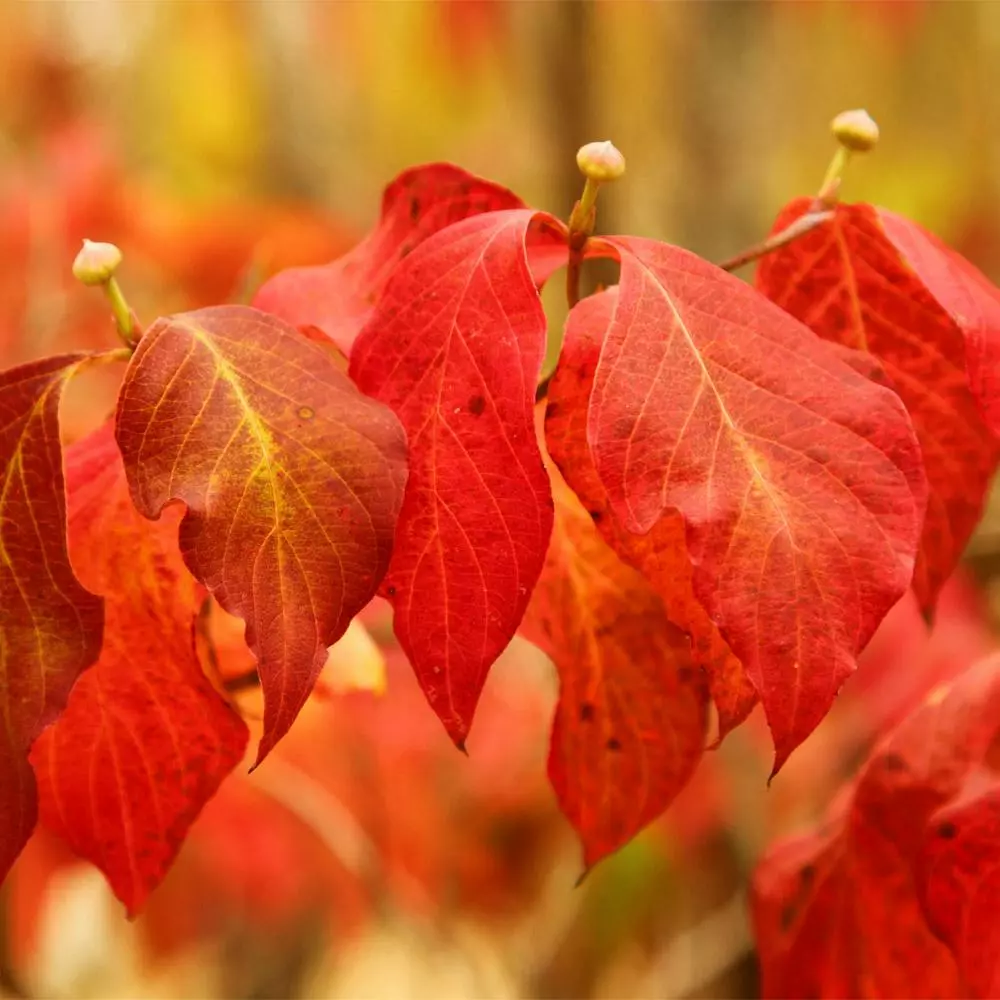 Fast Growing Trees Pink Dogwood 7 Fast Growing Trees Pink Dogwood
