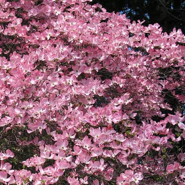 Fast Growing Trees Pink Dogwood 3 Fast Growing Trees Pink Dogwood