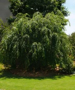 Fast Growing Trees Cherry Blossom Trees Pink Weeping Cherry Tree 9 Fast Growing Trees Cherry Blossom Trees Pink Weeping Cherry Tree