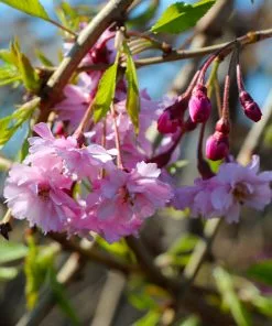 Fast Growing Trees Cherry Blossom Trees Pink Weeping Cherry Tree 11 Fast Growing Trees Cherry Blossom Trees Pink Weeping Cherry Tree