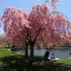 Fast Growing Trees Cherry Blossom Trees Pink Weeping Cherry Tree 2 Fast Growing Trees Cherry Blossom Trees Pink Weeping Cherry Tree