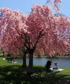 Fast Growing Trees Cherry Blossom Trees Pink Weeping Cherry Tree