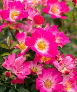Fast Growing Trees Pink Drift® Rose 7 Fast Growing Trees Pink Drift® Rose