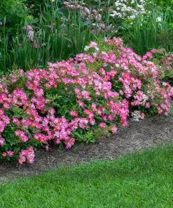 Fast Growing Trees Pink Drift® Rose