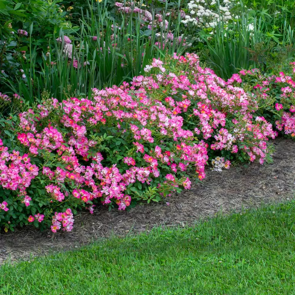 Fast Growing Trees Pink Drift® Rose 4 Fast Growing Trees Pink Drift® Rose