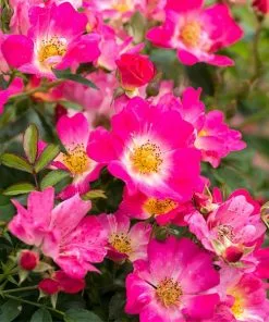 Fast Growing Trees Pink Drift® Rose