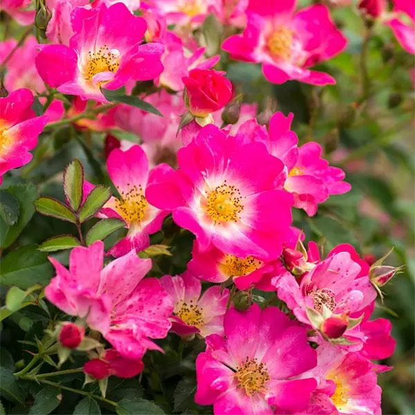 Fast Growing Trees Pink Drift® Rose 3 Fast Growing Trees Pink Drift® Rose