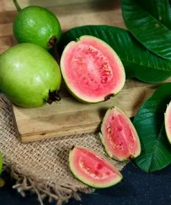 Fast Growing Trees Tropical Pink Guava Tree