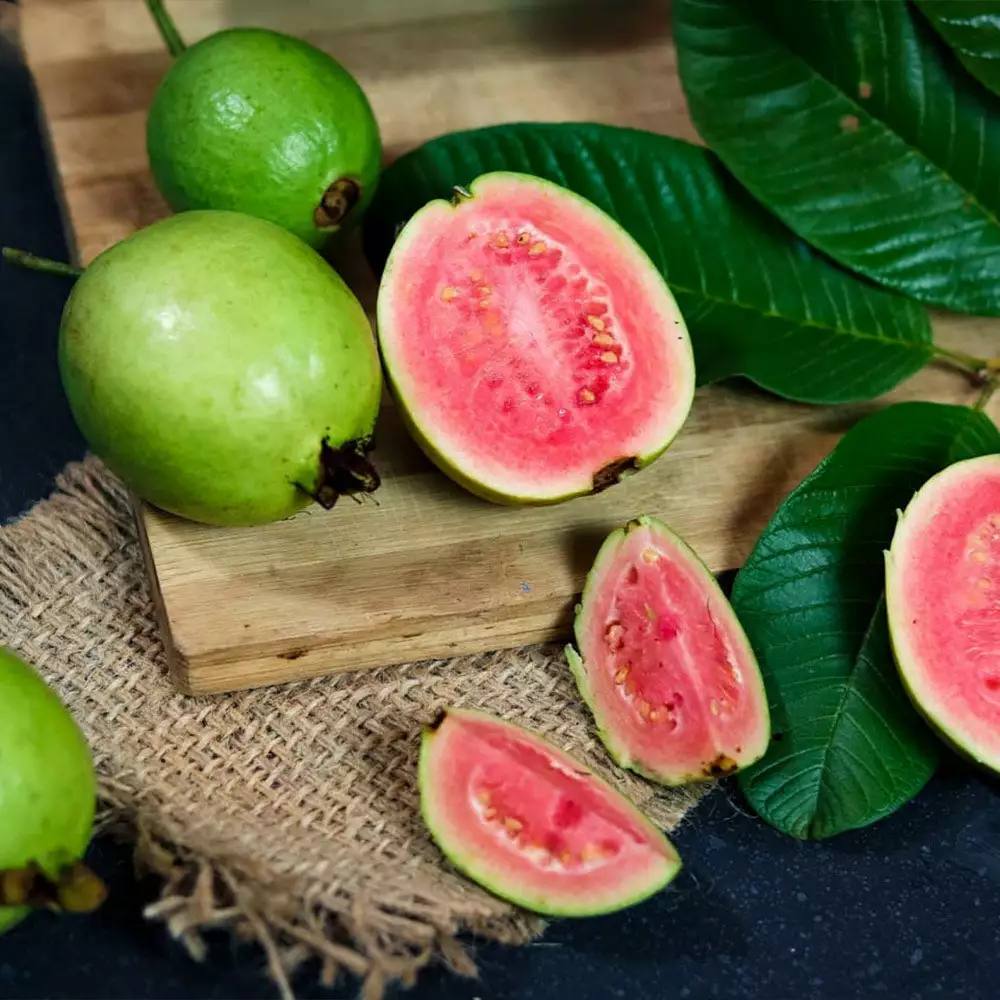 Fast Growing Trees Tropical Pink Guava Tree 4 Fast Growing Trees Tropical Pink Guava Tree