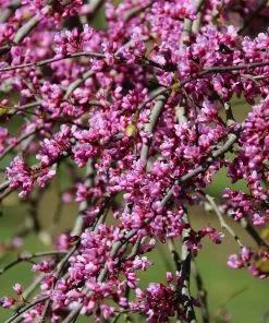 Fast Growing Trees Pink Heartbreaker Redbud Tree Redbud Trees 9 Fast Growing Trees Pink Heartbreaker Redbud Tree Redbud Trees