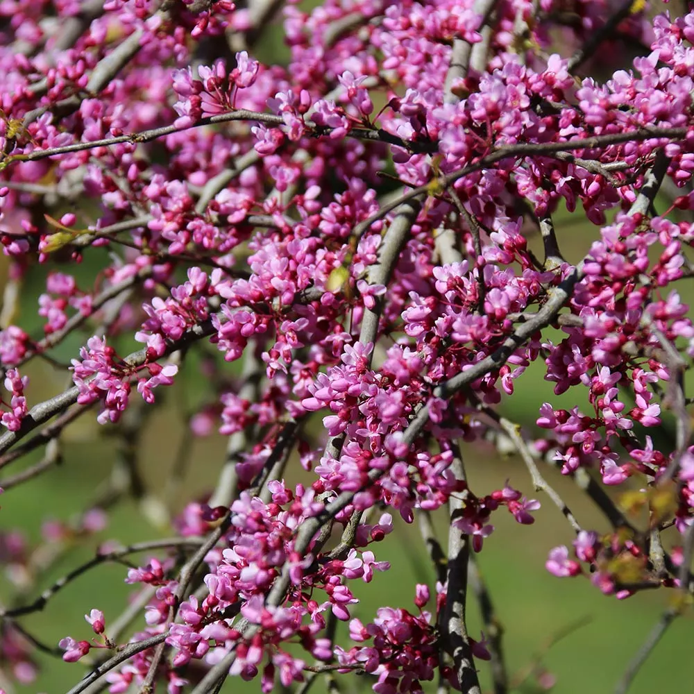 Fast Growing Trees Pink Heartbreaker Redbud Tree Redbud Trees 5 Fast Growing Trees Pink Heartbreaker Redbud Tree Redbud Trees