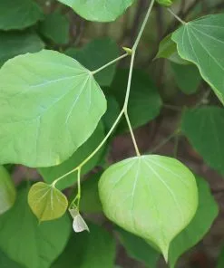 Fast Growing Trees Pink Heartbreaker Redbud Tree Redbud Trees 10 Fast Growing Trees Pink Heartbreaker Redbud Tree Redbud Trees