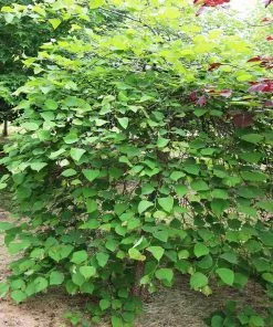 Fast Growing Trees Pink Heartbreaker Redbud Tree Redbud Trees 11 Fast Growing Trees Pink Heartbreaker Redbud Tree Redbud Trees