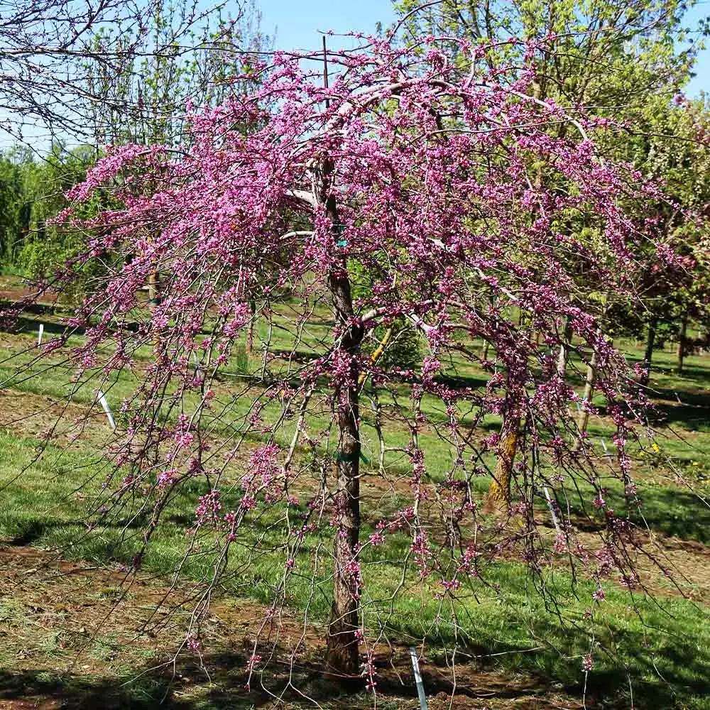 Fast Growing Trees Pink Heartbreaker Redbud Tree Redbud Trees 4 Fast Growing Trees Pink Heartbreaker Redbud Tree Redbud Trees