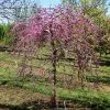 Fast Growing Trees Pink Heartbreaker Redbud Tree Redbud Trees 2 Fast Growing Trees Pink Heartbreaker Redbud Tree Redbud Trees