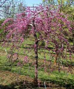 Fast Growing Trees Pink Heartbreaker Redbud Tree Redbud Trees