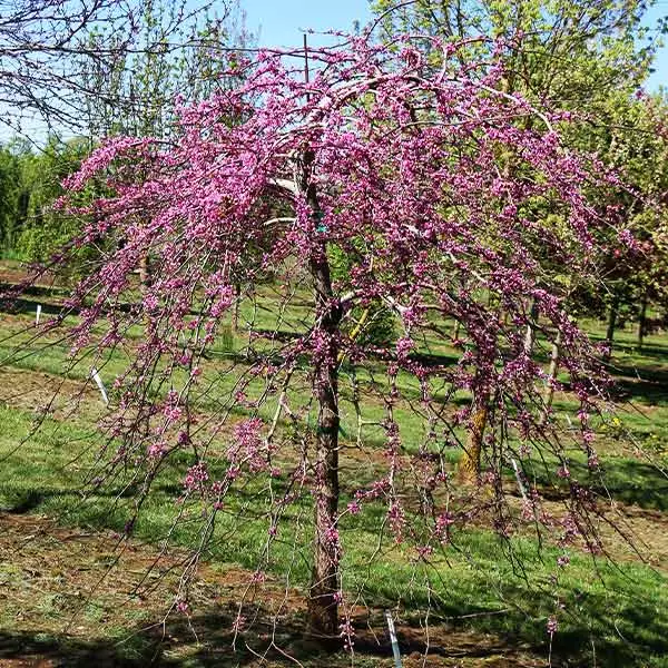 Fast Growing Trees Pink Heartbreaker Redbud Tree Redbud Trees 3 Fast Growing Trees Pink Heartbreaker Redbud Tree Redbud Trees