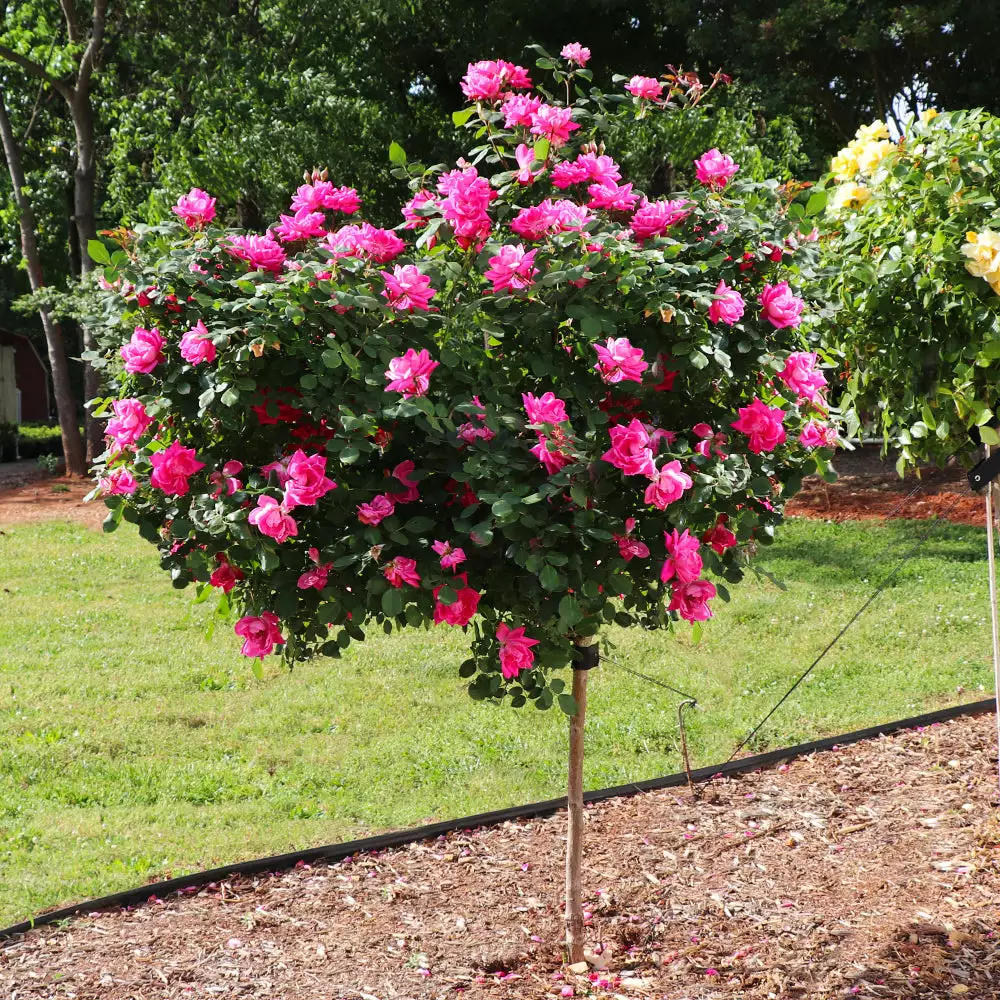 Fast Growing Trees Rose Trees Pink Knock Out® Rose Tree 4 Fast Growing Trees Rose Trees Pink Knock Out® Rose Tree