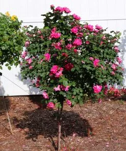 Fast Growing Trees Rose Trees Pink Knock Out® Rose Tree 9 Fast Growing Trees Rose Trees Pink Knock Out® Rose Tree