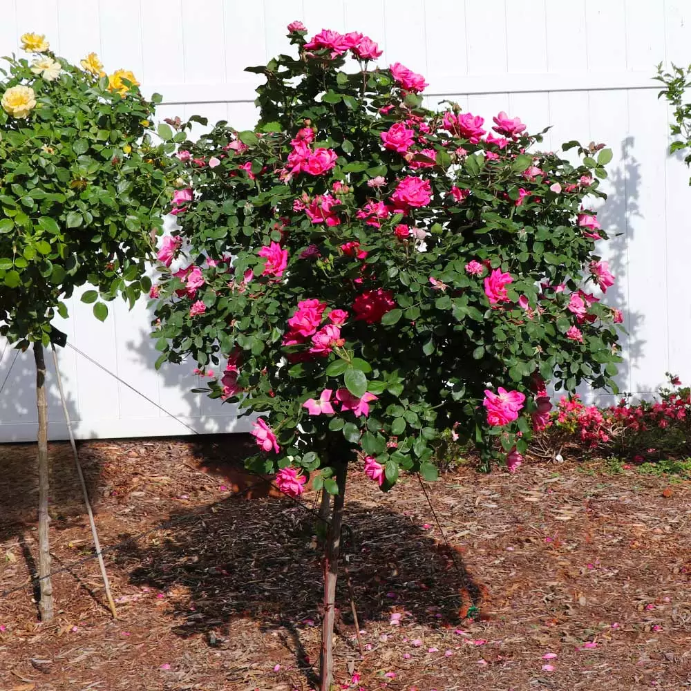 Fast Growing Trees Rose Trees Pink Knock Out® Rose Tree 6 Fast Growing Trees Rose Trees Pink Knock Out® Rose Tree