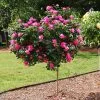 Fast Growing Trees Rose Trees Pink Knock Out® Rose Tree 2 Fast Growing Trees Rose Trees Pink Knock Out® Rose Tree