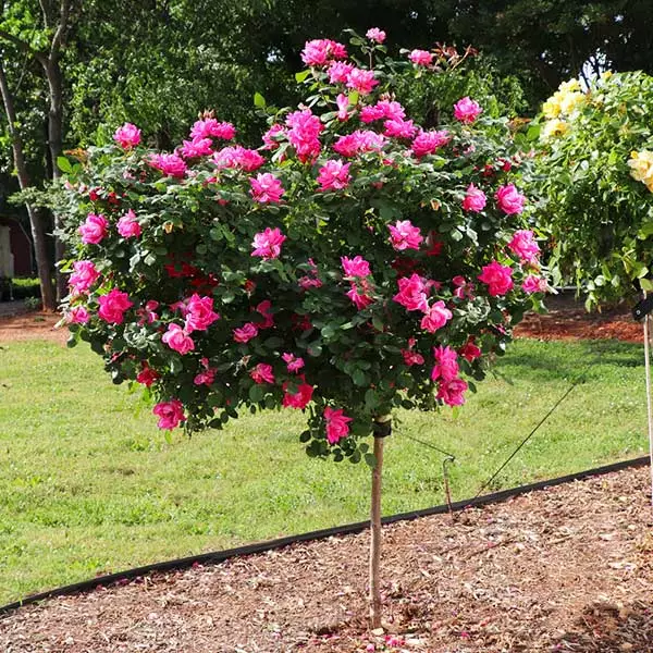 Fast Growing Trees Rose Trees Pink Knock Out® Rose Tree 3 Fast Growing Trees Rose Trees Pink Knock Out® Rose Tree