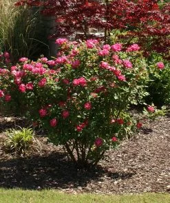 Fast Growing Trees Roses Double Pink Knock Out® Rose 11 Fast Growing Trees Roses Double Pink Knock Out® Rose