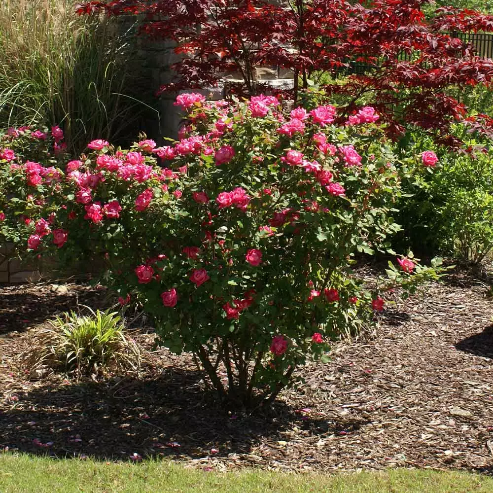 Fast Growing Trees Roses Double Pink Knock Out® Rose 7 Fast Growing Trees Roses Double Pink Knock Out® Rose