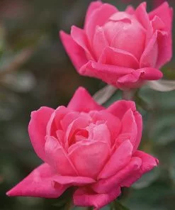 Fast Growing Trees Roses Double Pink Knock Out® Rose 9 Fast Growing Trees Roses Double Pink Knock Out® Rose