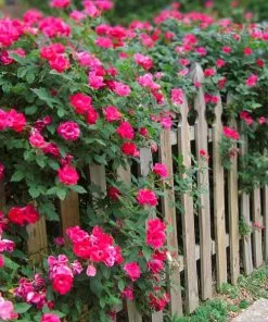 Fast Growing Trees Roses Double Pink Knock Out® Rose