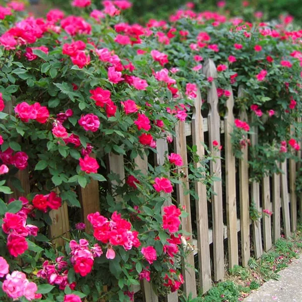 Fast Growing Trees Roses Double Pink Knock Out® Rose 3 Fast Growing Trees Roses Double Pink Knock Out® Rose