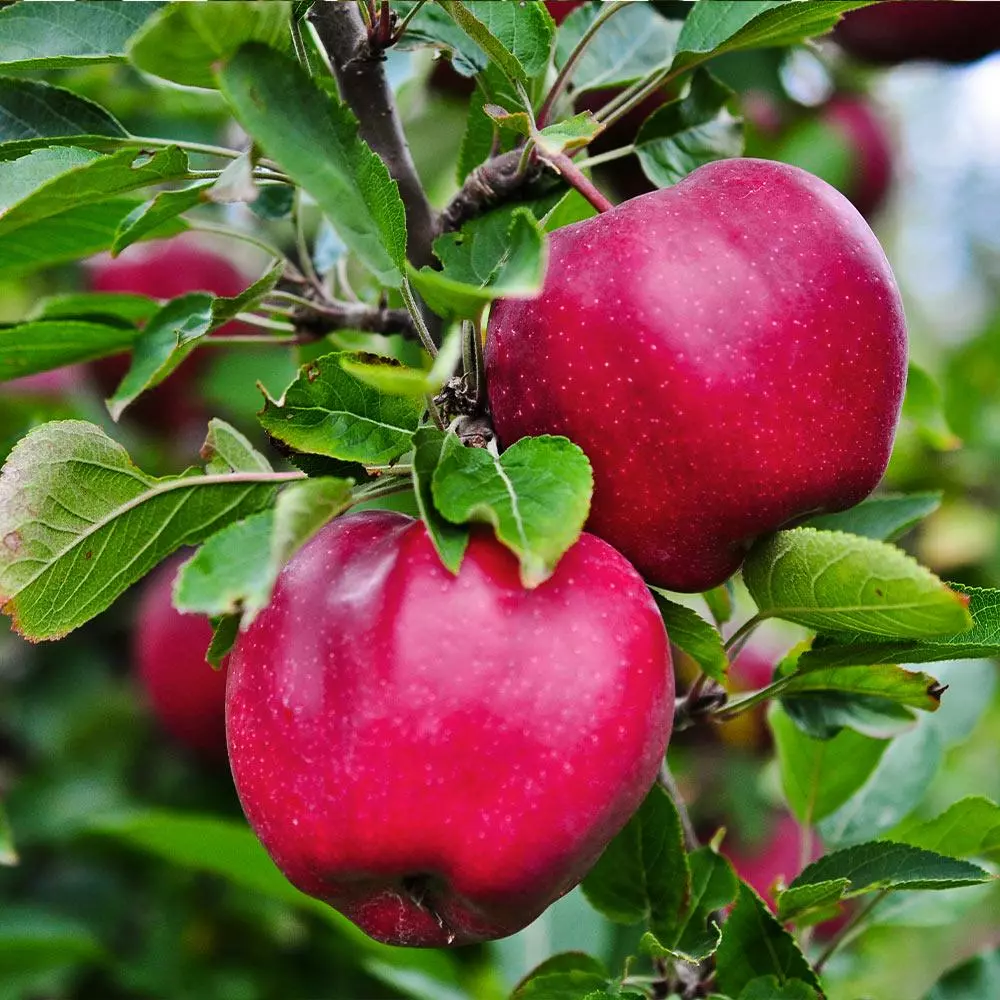 Fast Growing Trees Pink Lady® Apple Tree 4 Fast Growing Trees Pink Lady® Apple Tree