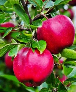 Fast Growing Trees Pink Lady® Apple Tree