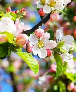 Fast Growing Trees Pink Lady® Apple Tree 10 Fast Growing Trees Pink Lady® Apple Tree