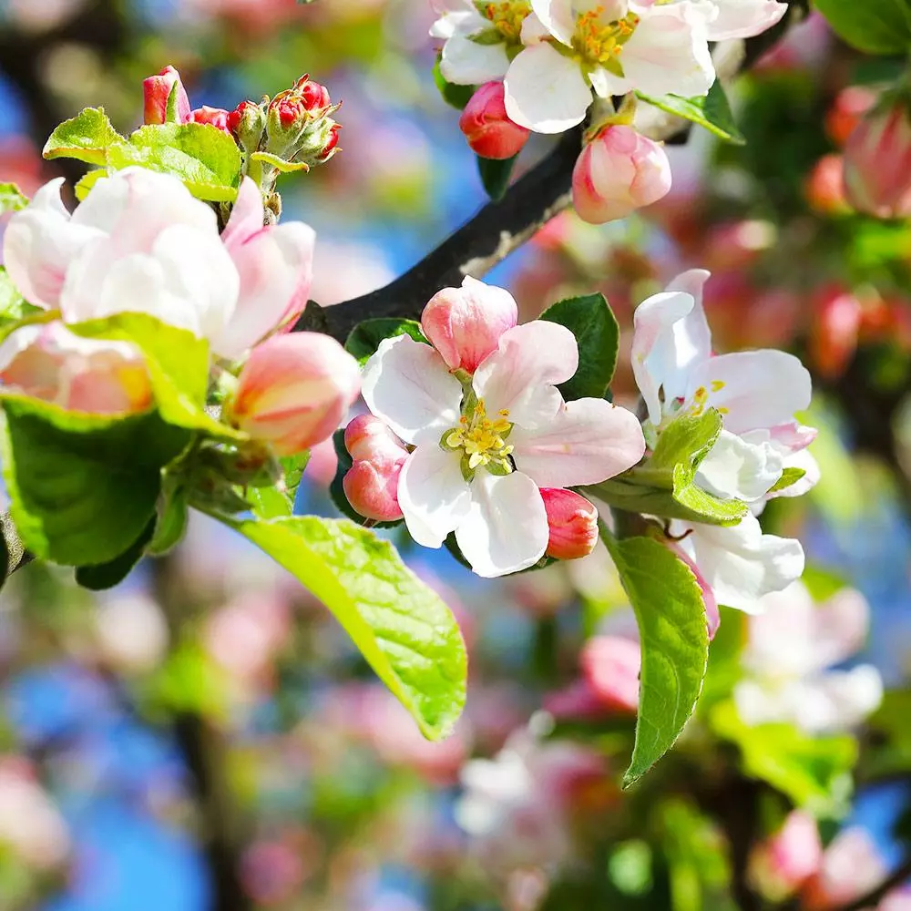 Fast Growing Trees Pink Lady® Apple Tree 6 Fast Growing Trees Pink Lady® Apple Tree