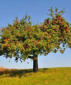 Fast Growing Trees Pink Lady® Apple Tree