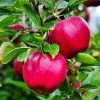Fast Growing Trees Pink Lady® Apple Tree 2 Fast Growing Trees Pink Lady® Apple Tree