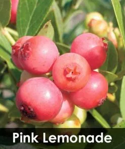 Fast Growing Trees 3-in-1 Blueberry Bush (Northern Highbush) Blueberry Bushes 11 Fast Growing Trees 3-in-1 Blueberry Bush (Northern Highbush) Blueberry Bushes