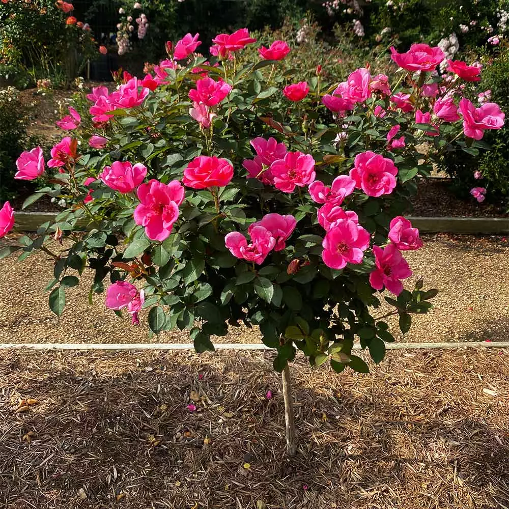 Fast Growing Trees Rose Trees Pink Miracle™ Rose Tree 4 Fast Growing Trees Rose Trees Pink Miracle™ Rose Tree