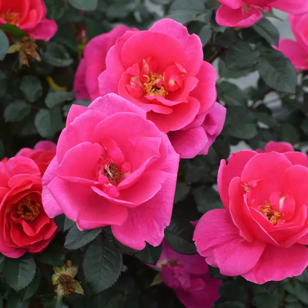 Fast Growing Trees Rose Trees Pink Miracle™ Rose Tree 5 Fast Growing Trees Rose Trees Pink Miracle™ Rose Tree